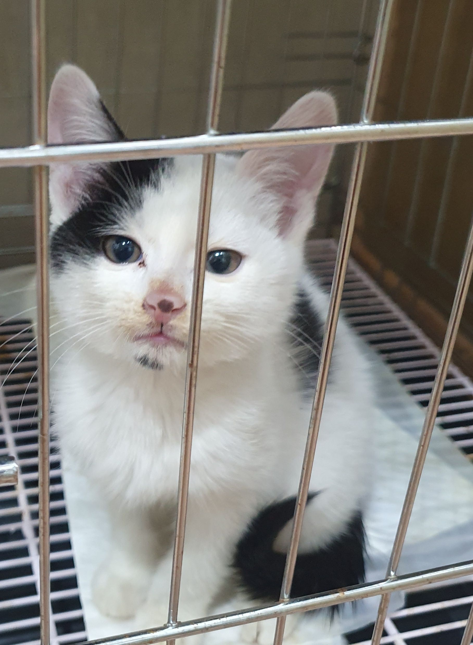 종료(입양) 한국 …