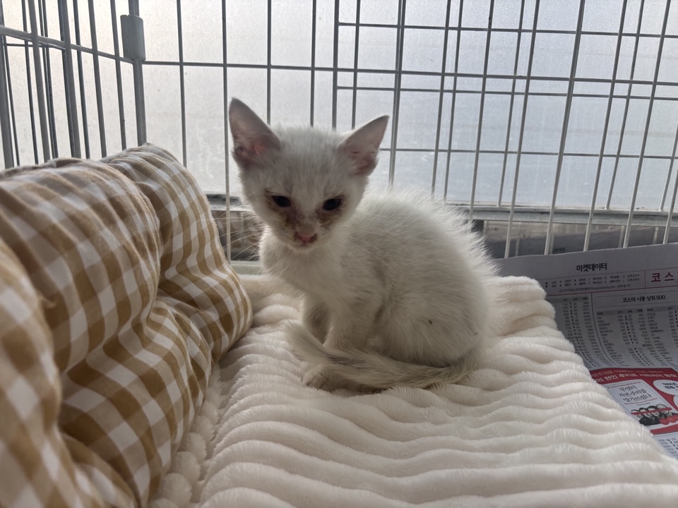 종료(자연사) 한국…