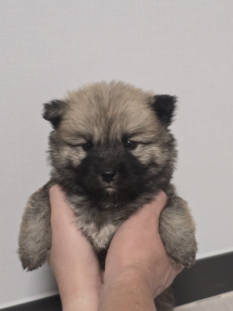 종료(입양) 믹스견…