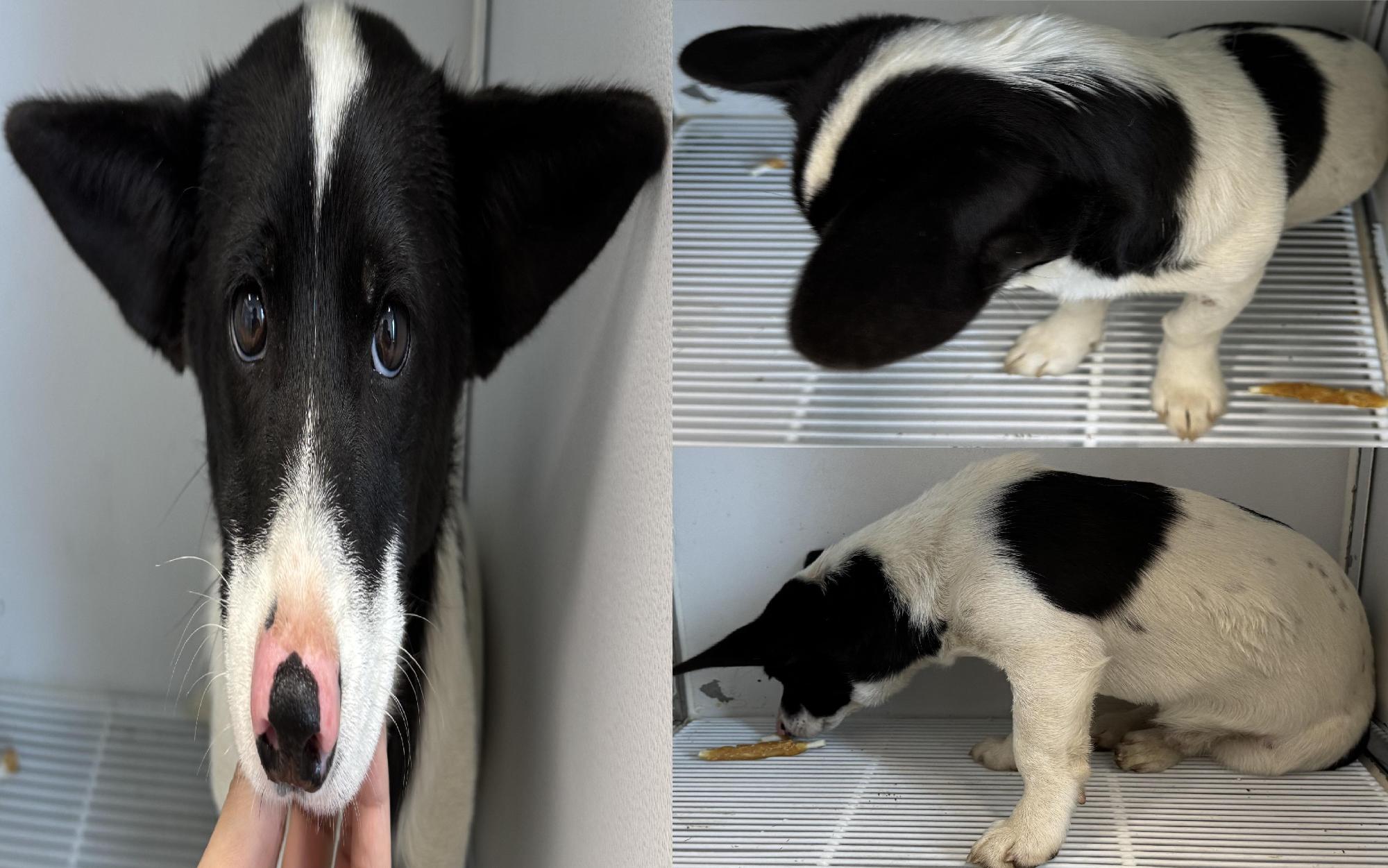 보호중 믹스견의 가…