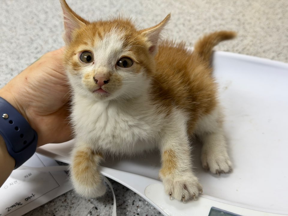 종료(자연사) 한국…