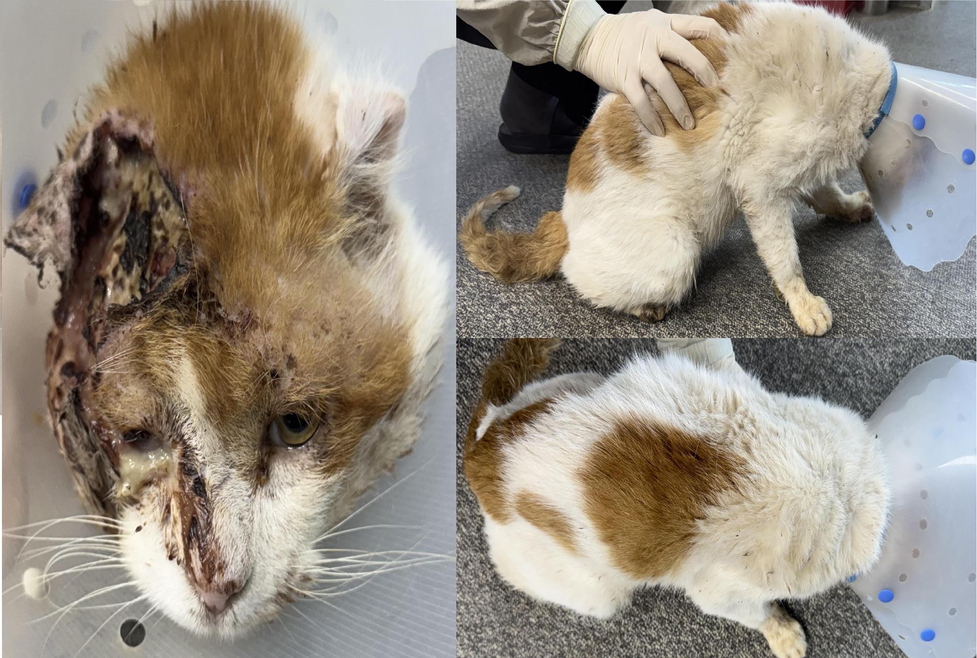 보호중 한국 고양이…