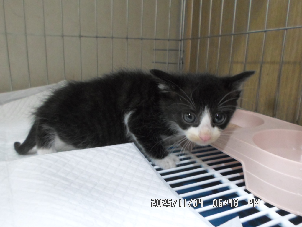 종료(입양) 한국 …