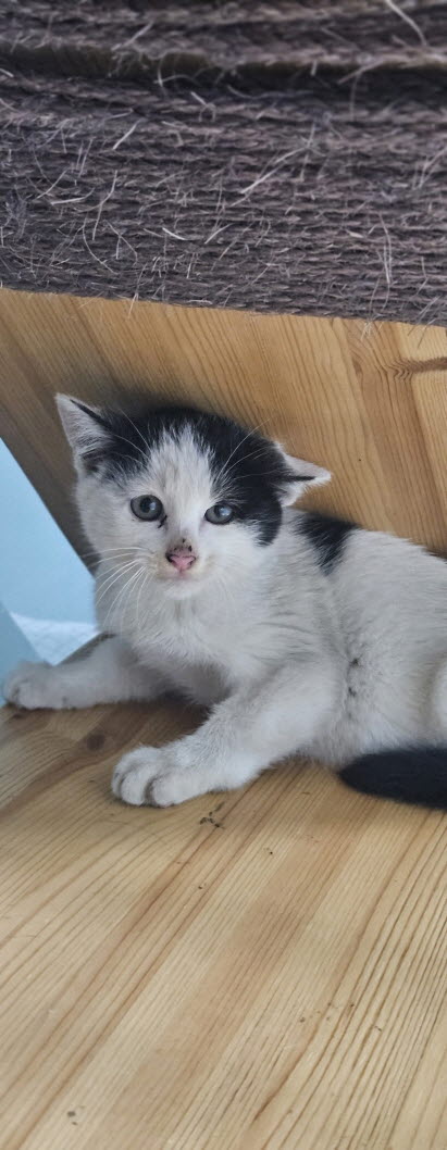 익산유기동물보호소_445468202503002