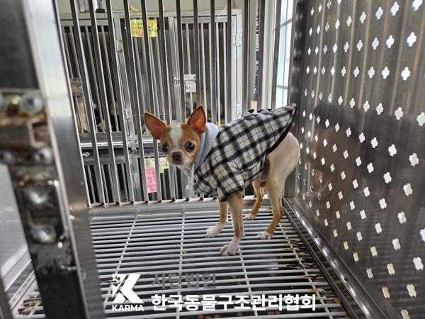 보호중 치와와의 가…