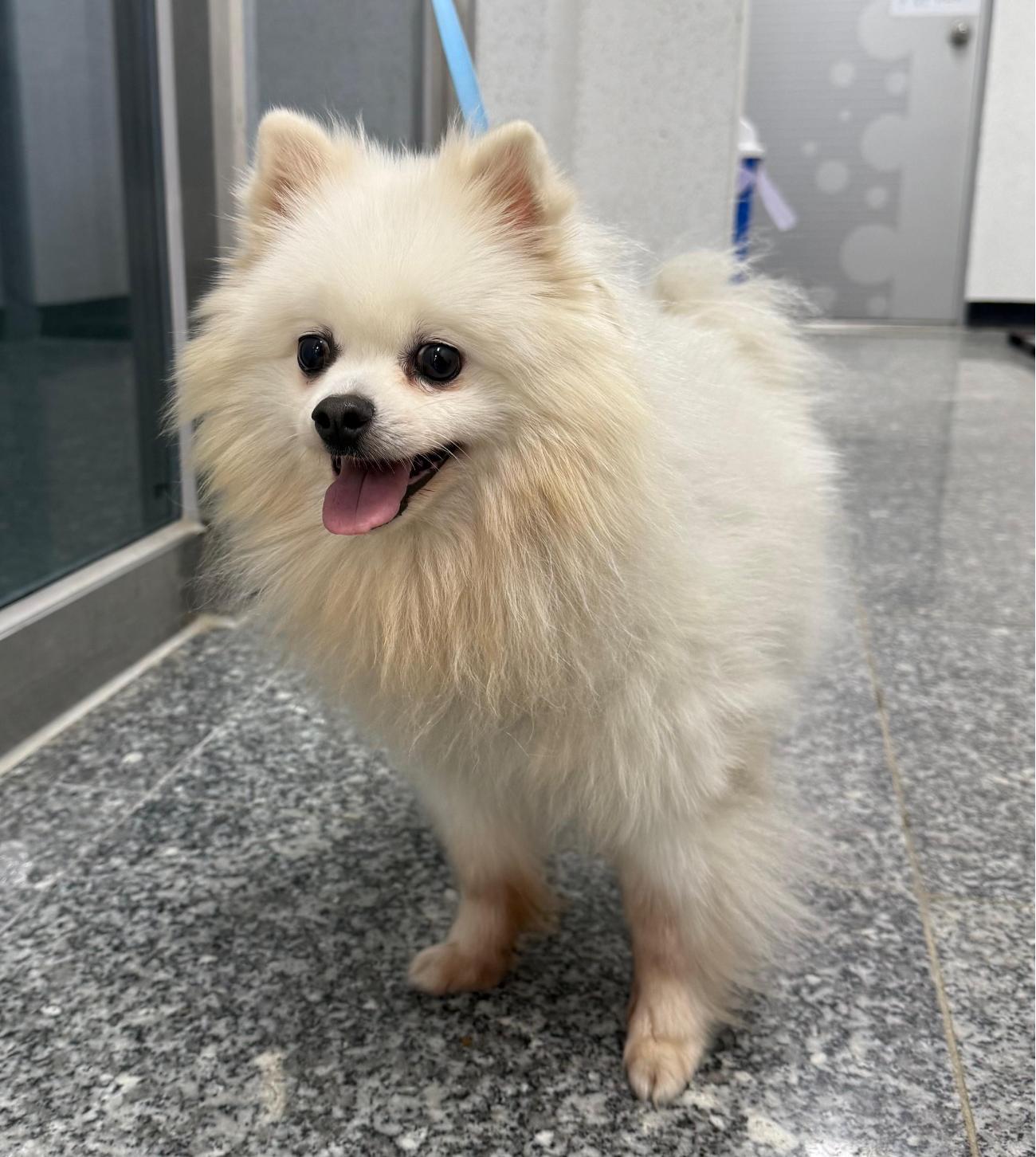 보호중 포메라니안의…