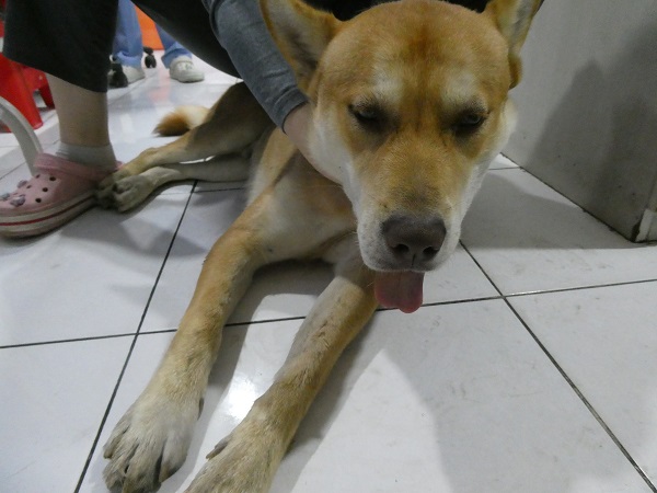 종료(안락사) 진도…