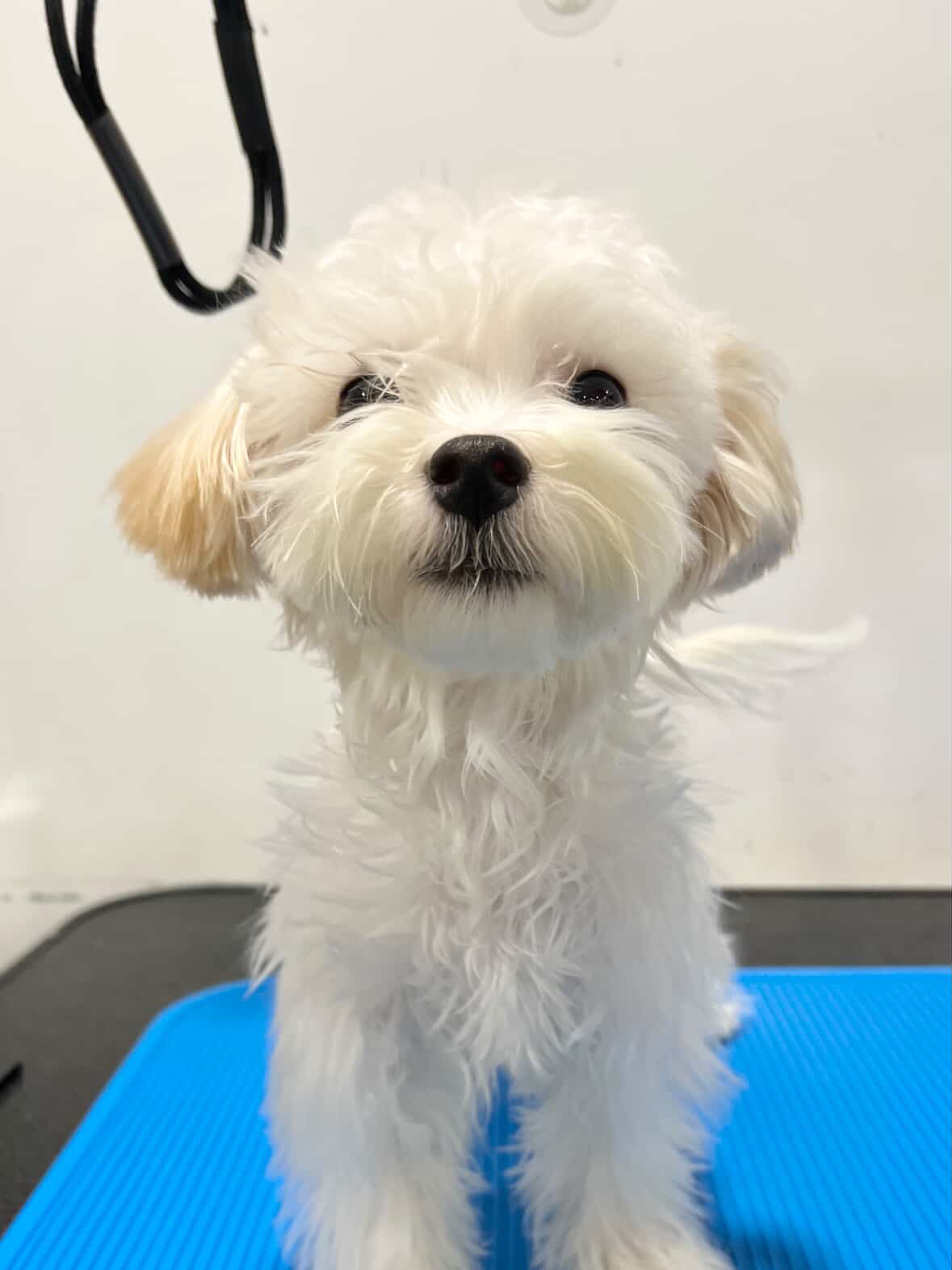 구리시 반려돌봄센터_441398202500560