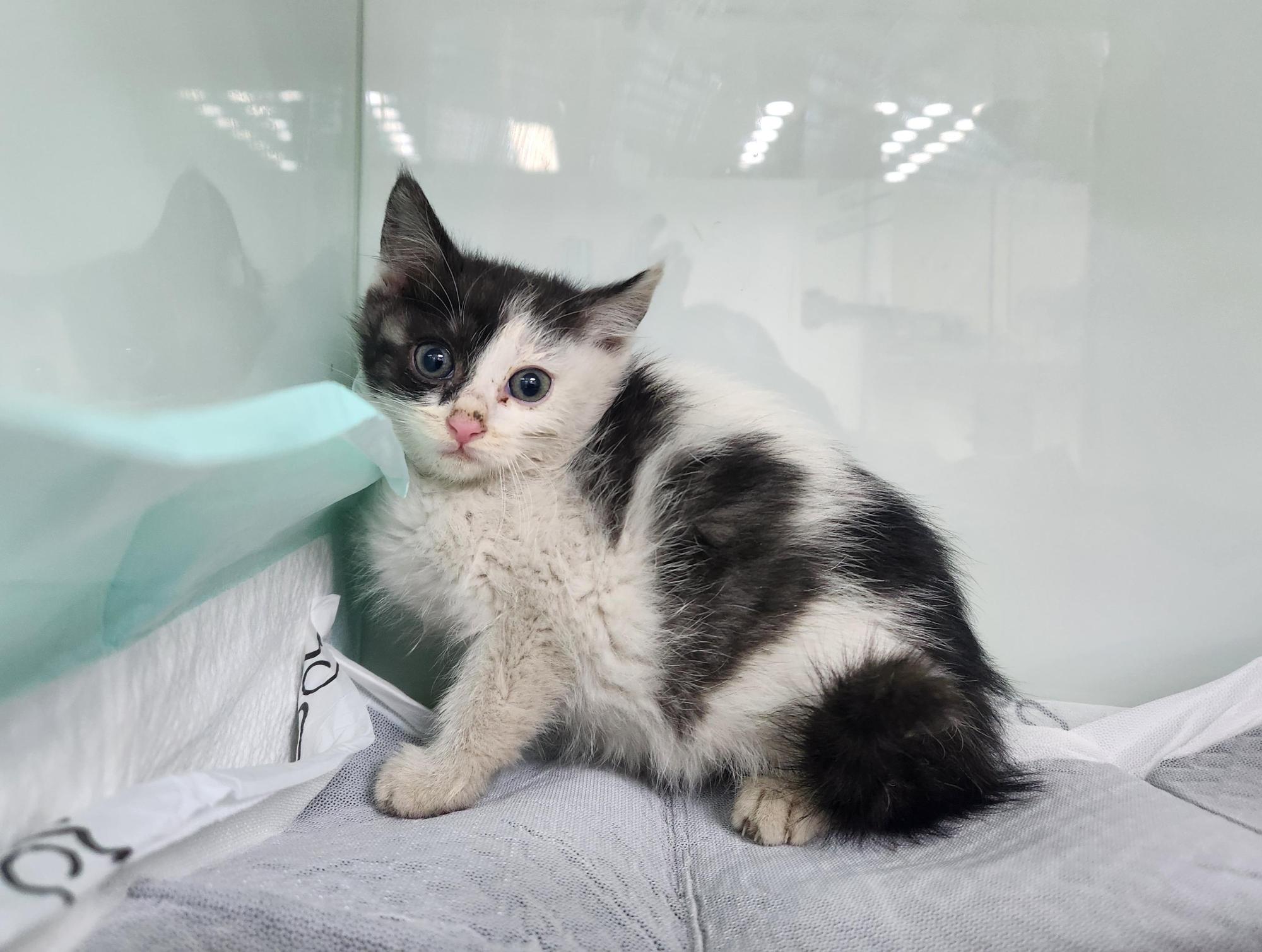 종료(자연사) 한국…