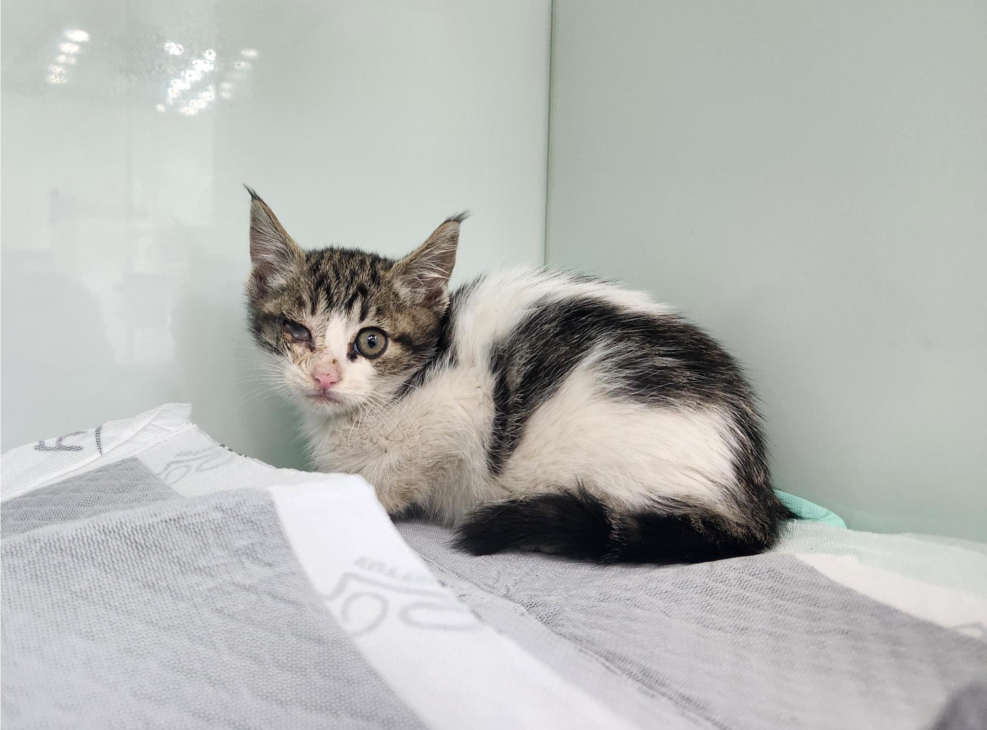 광주TNR동물병원송정_441554202501704