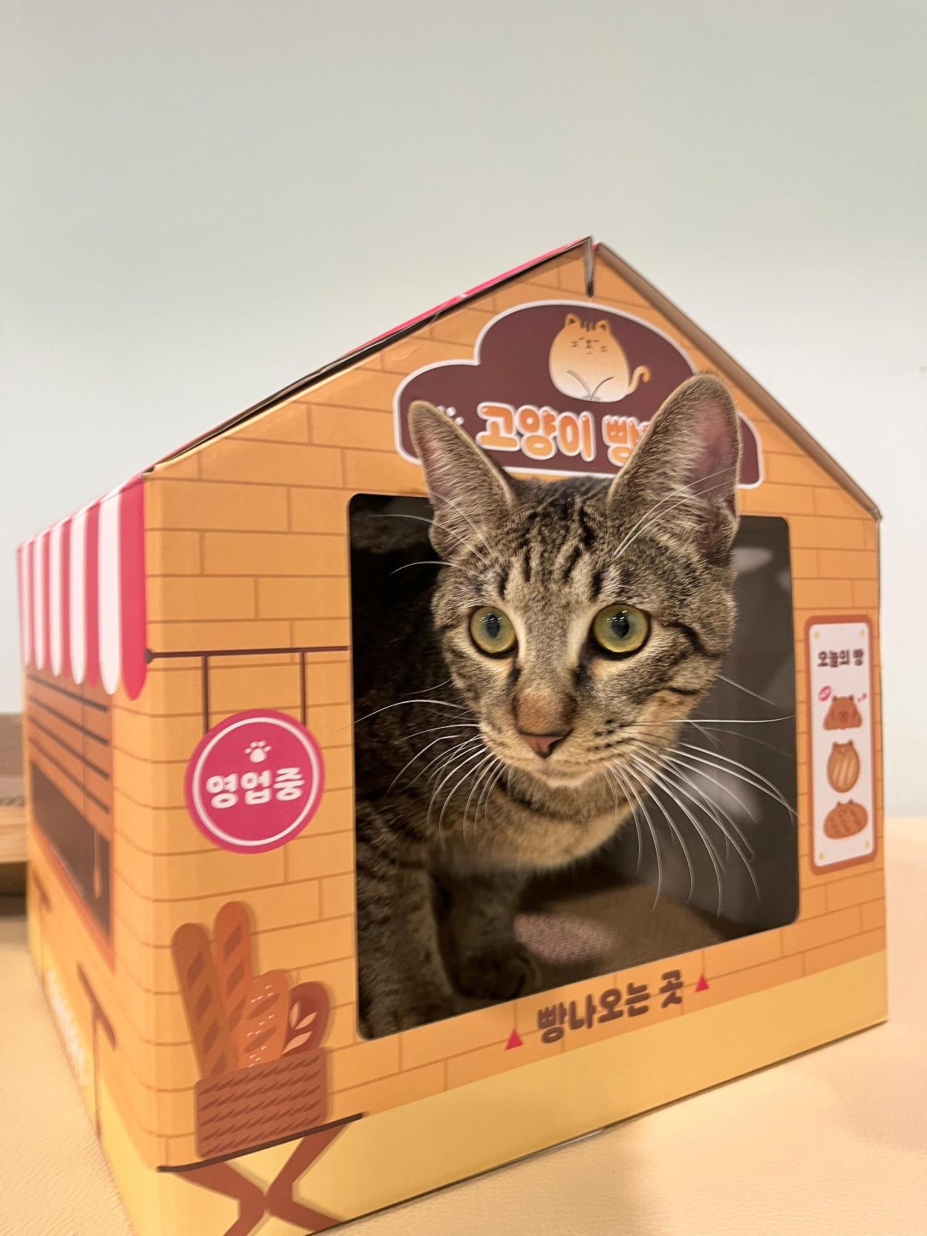 보호중 한국 고양이…