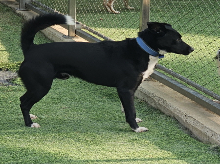 원주시동물보호센터_442419202500824