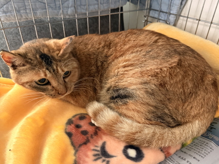 원주시동물보호센터_442419202500825