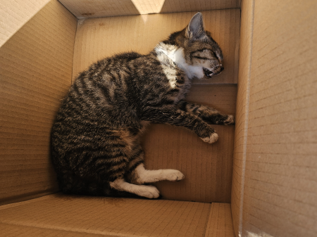 원주시동물보호센터_442419202500826