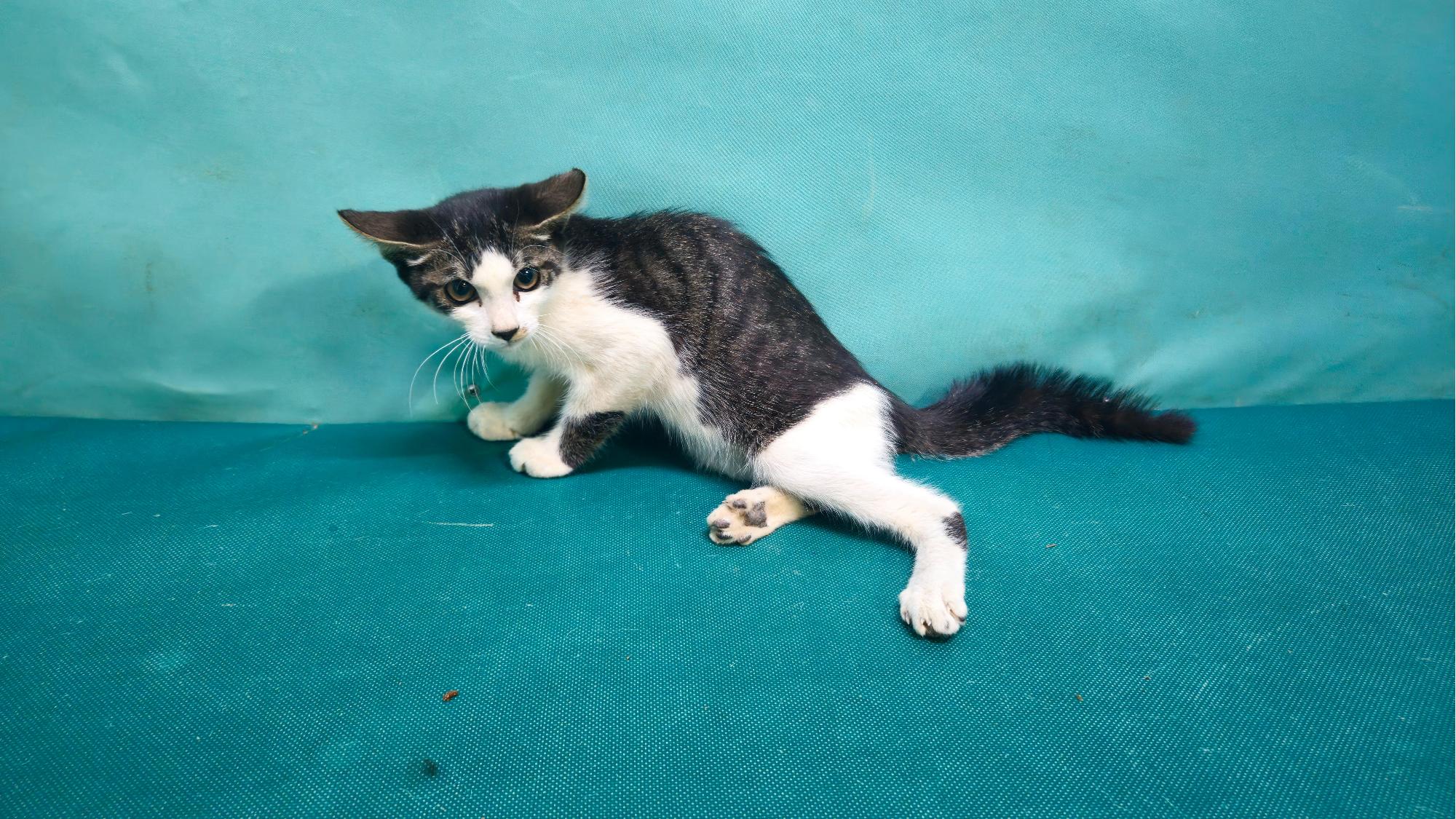 보호중 한국 고양이…