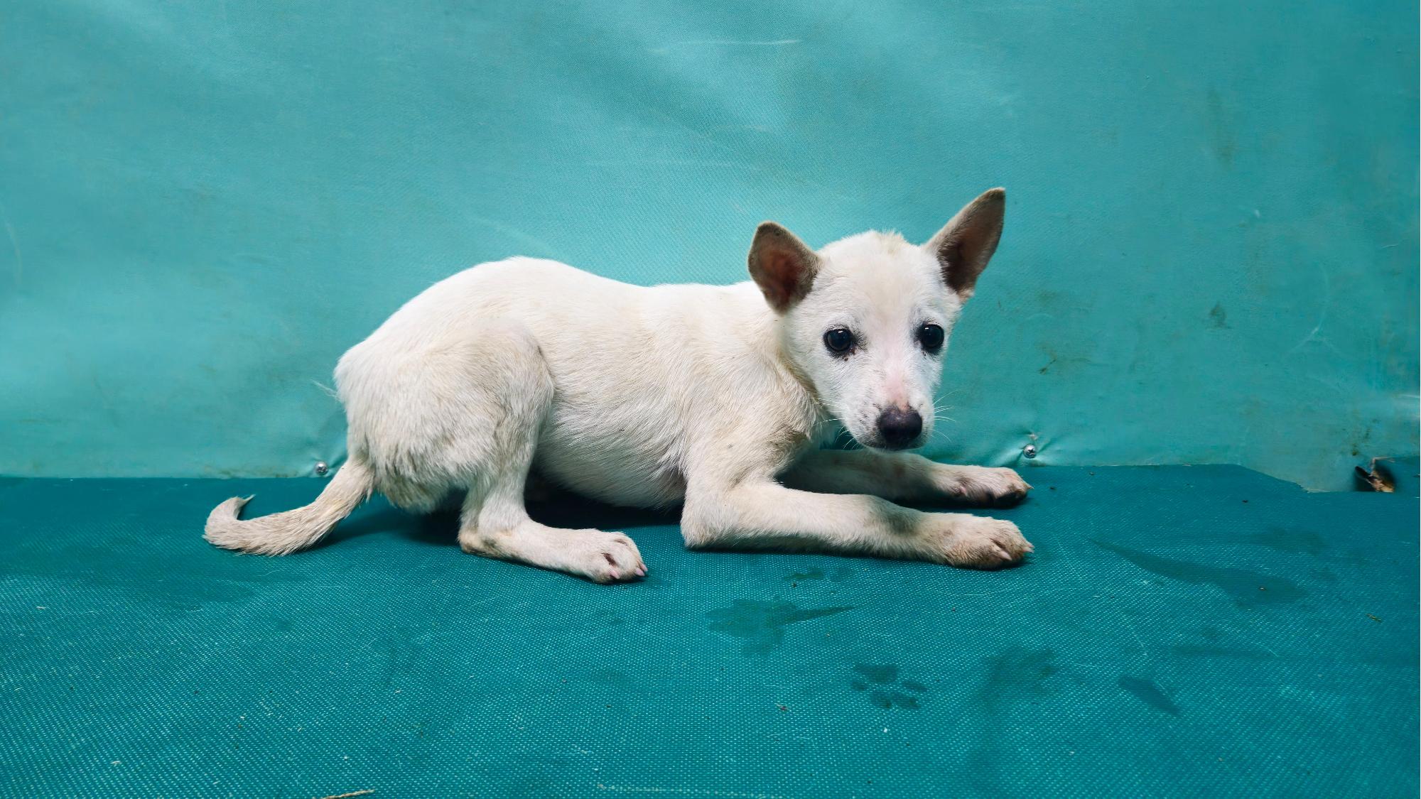 보호중 믹스견의 가…