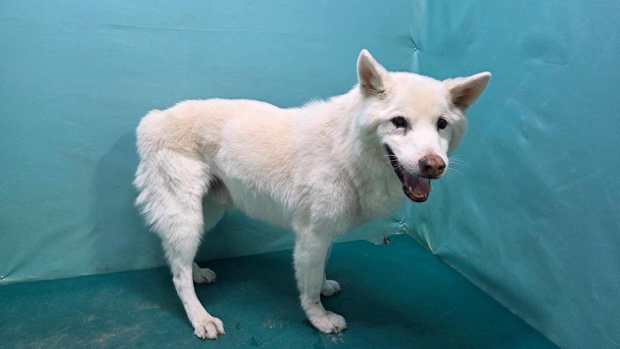 종료(반환) 동경견…