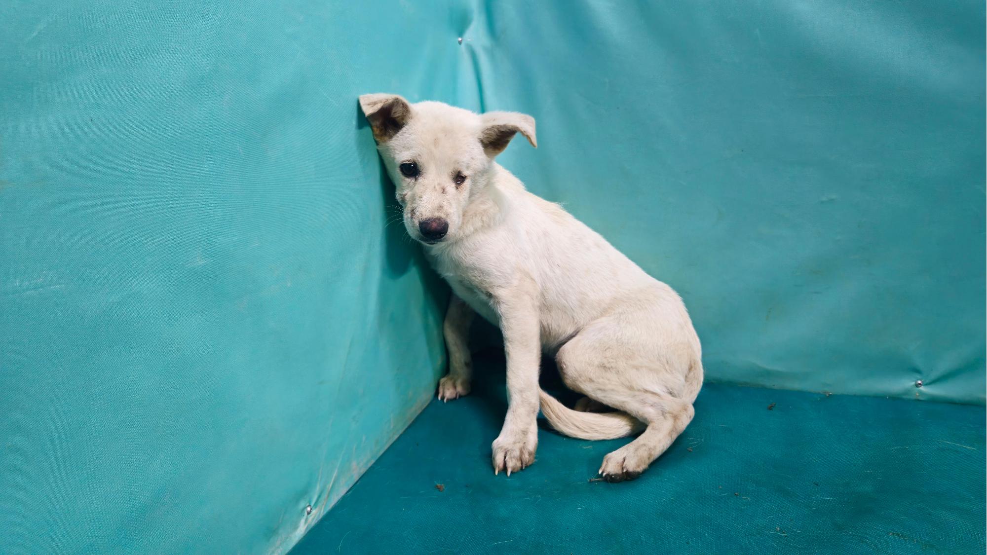 경산시유기동물보호소_447513202501328