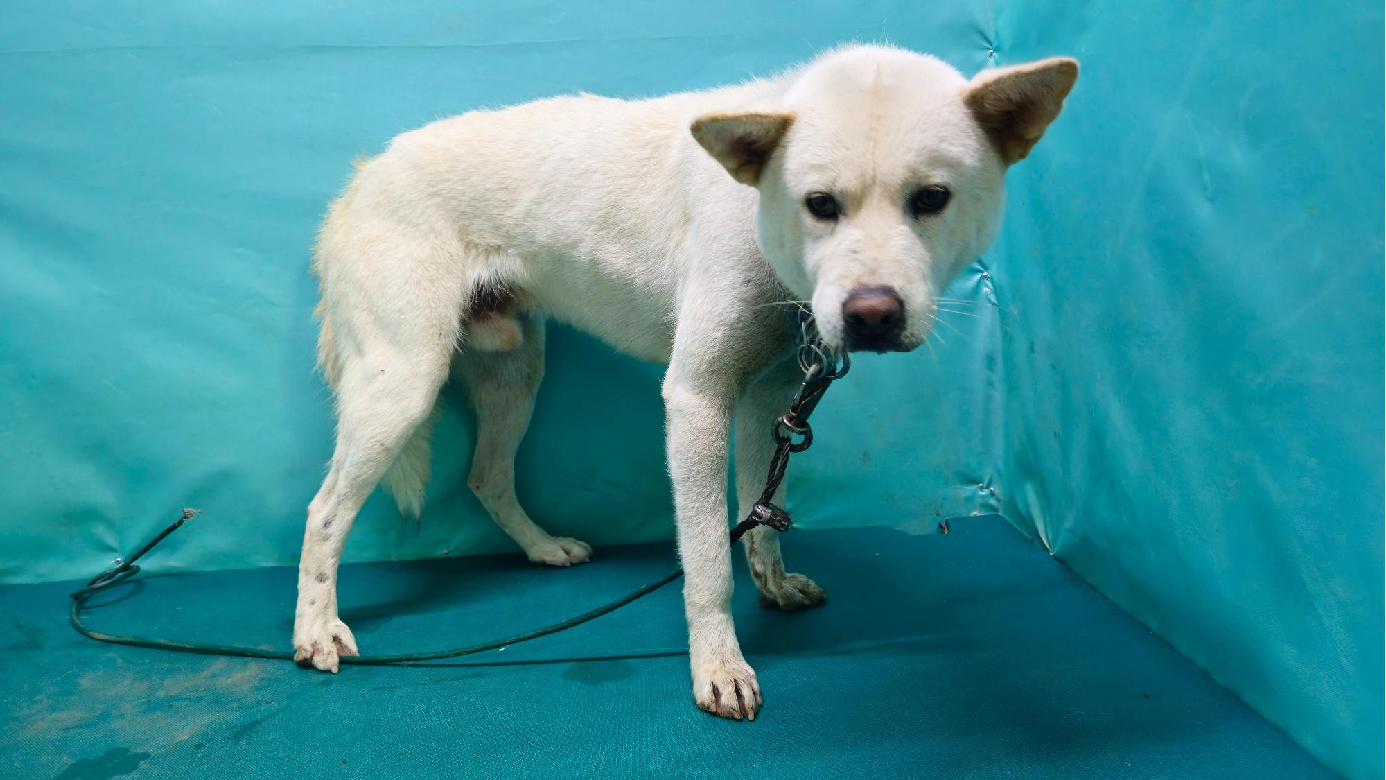 보호중 믹스견의 가…