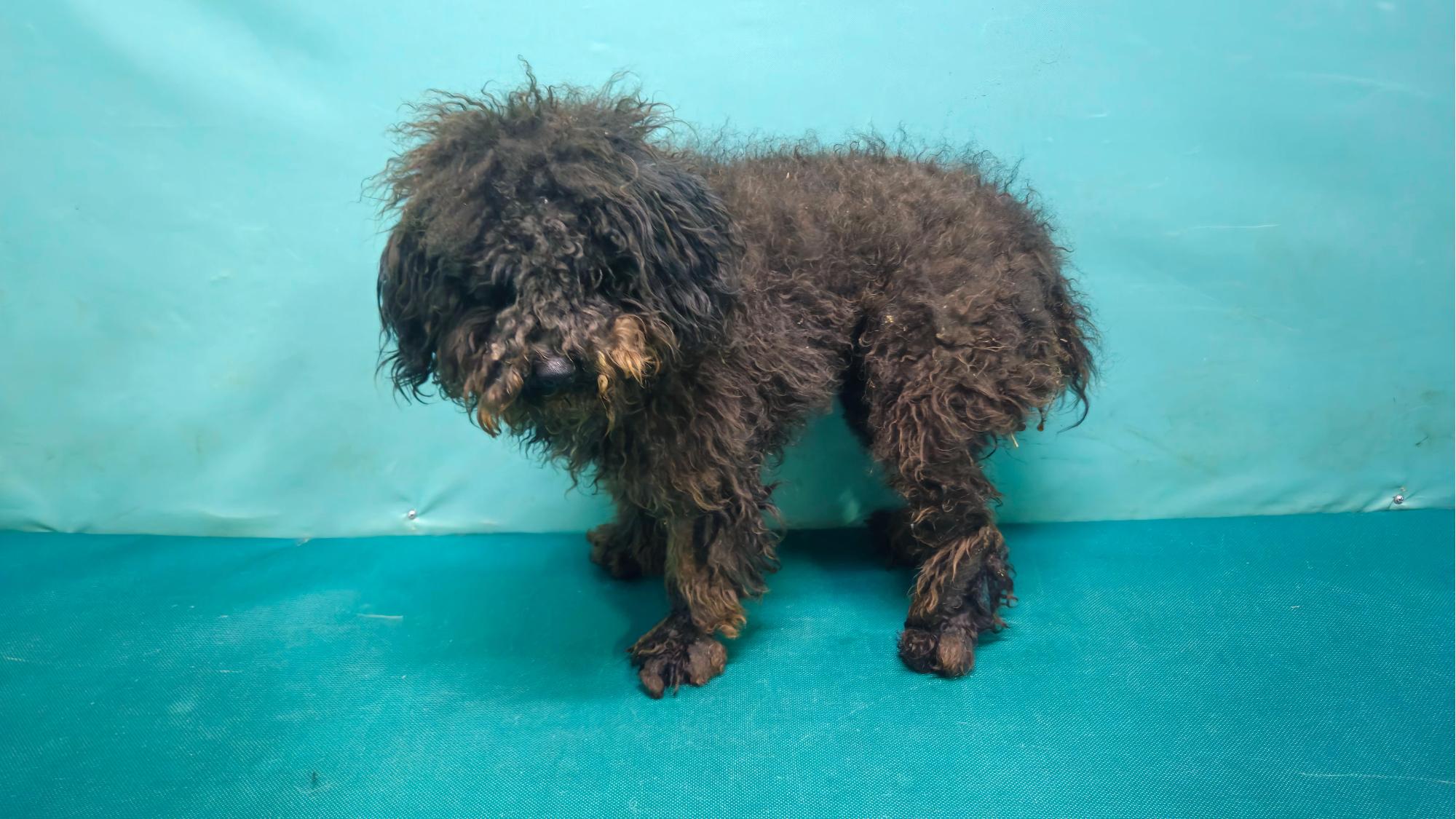 경산시유기동물보호소_447513202501331