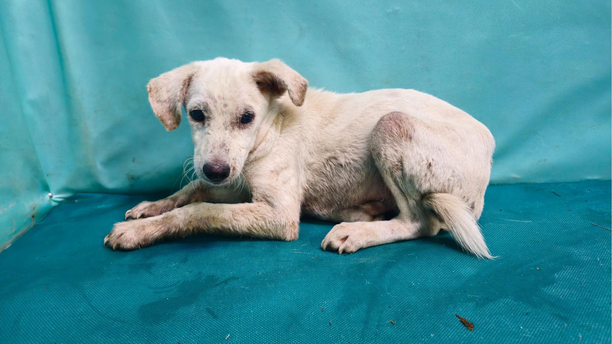 경산시유기동물보호소_447513202501327