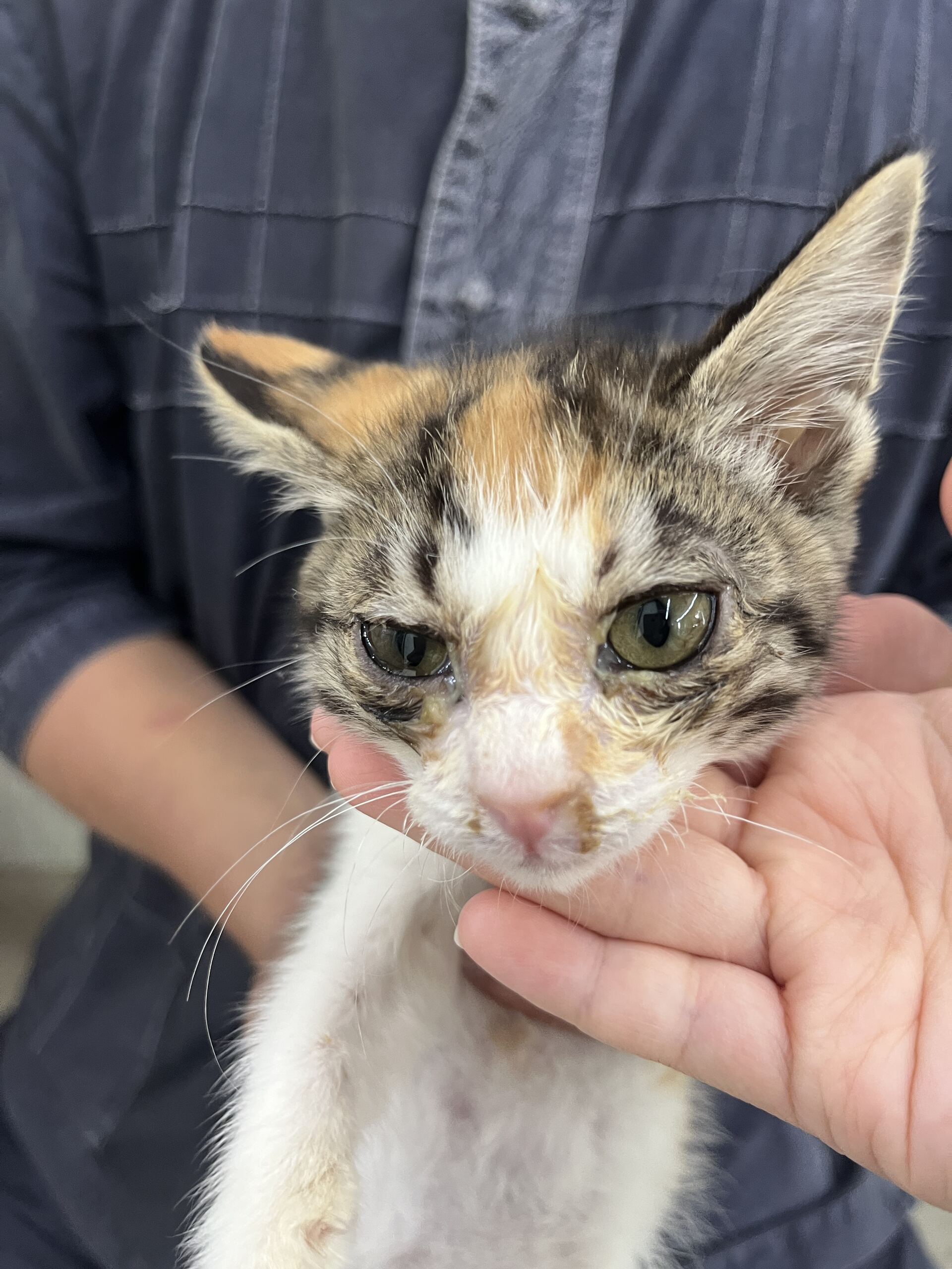 보호중 한국 고양이…