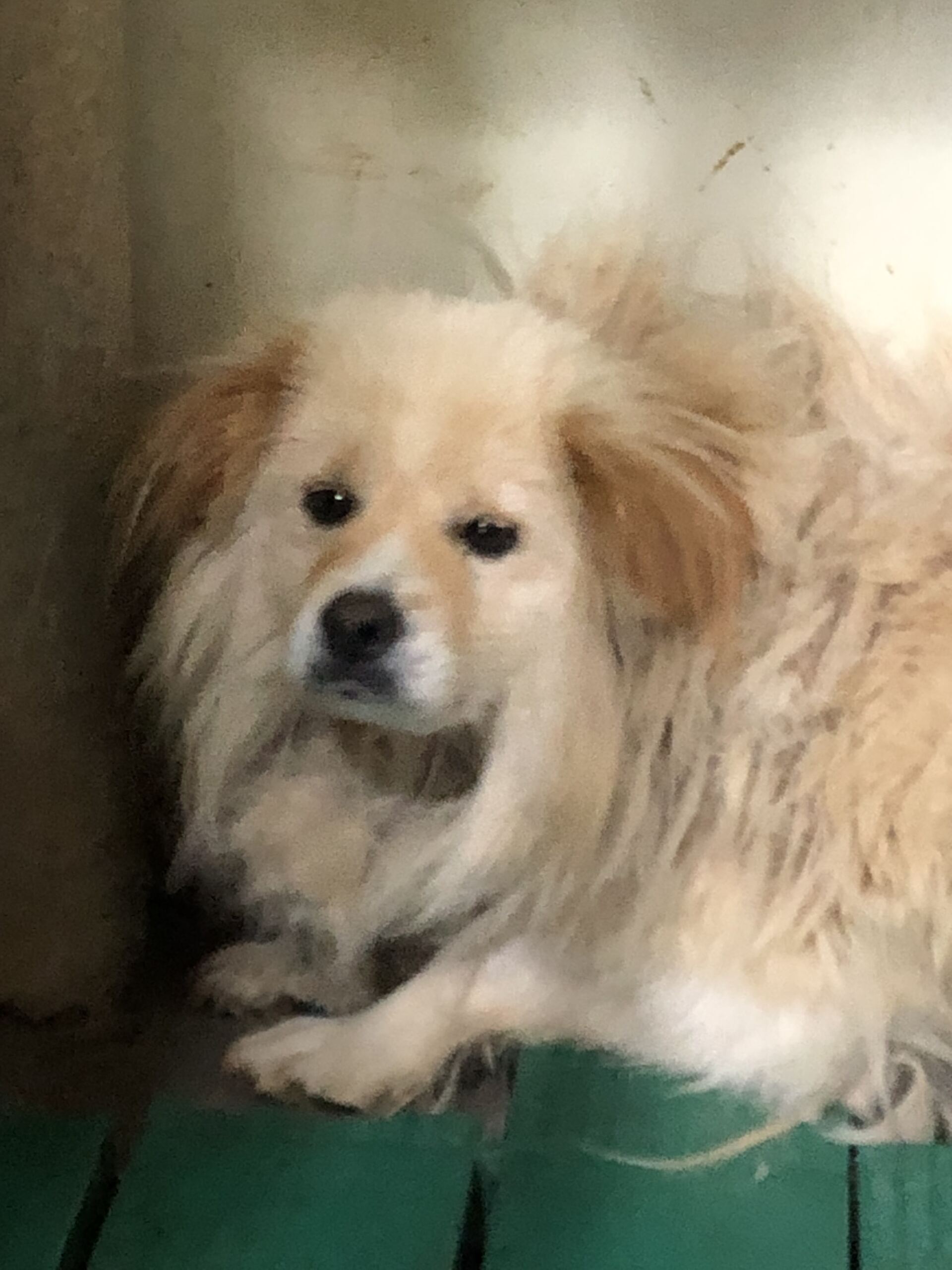 디디동물병원_428357202501556