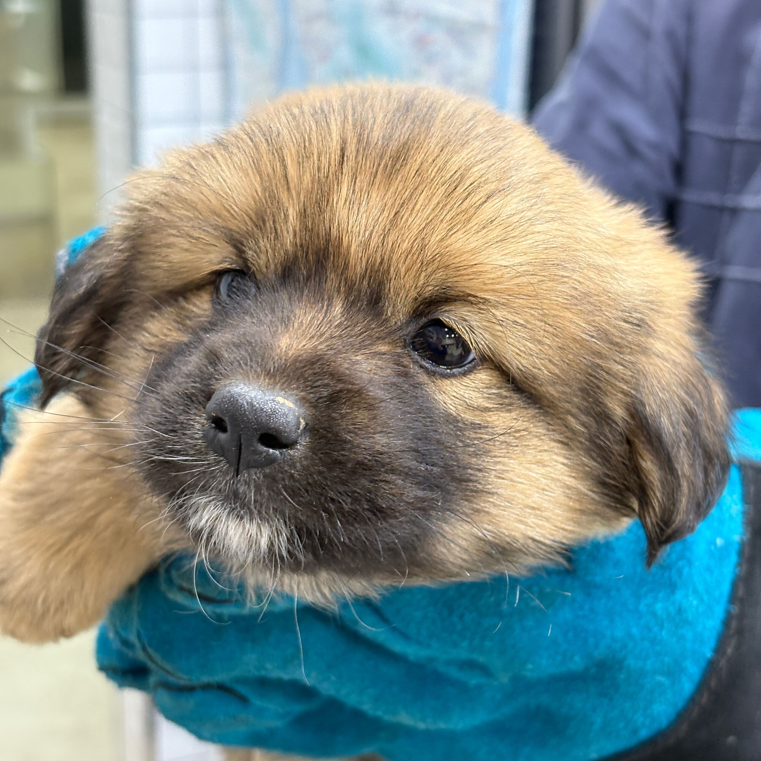 디디동물병원_428357202501559