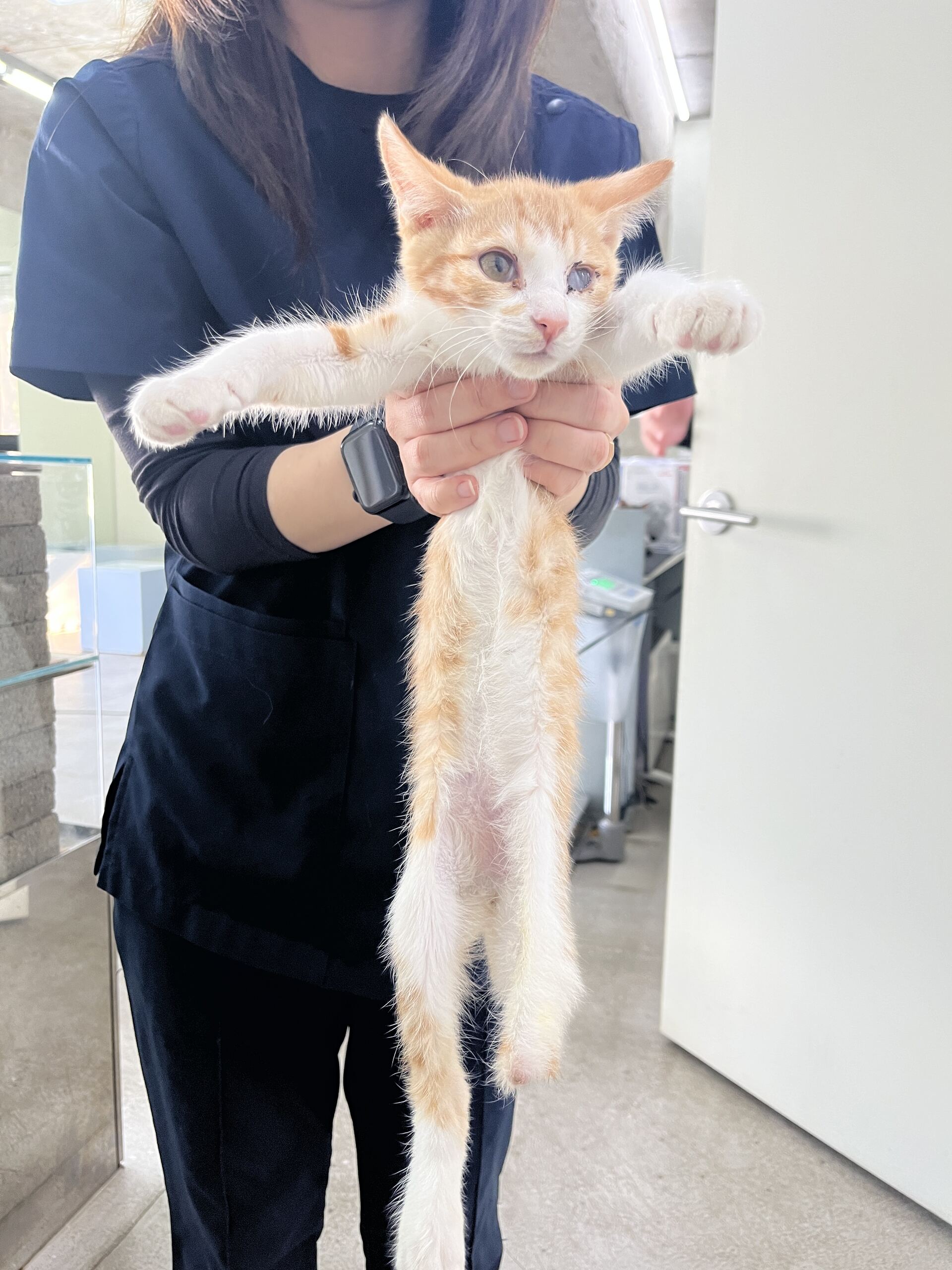 종료(자연사) 한국…