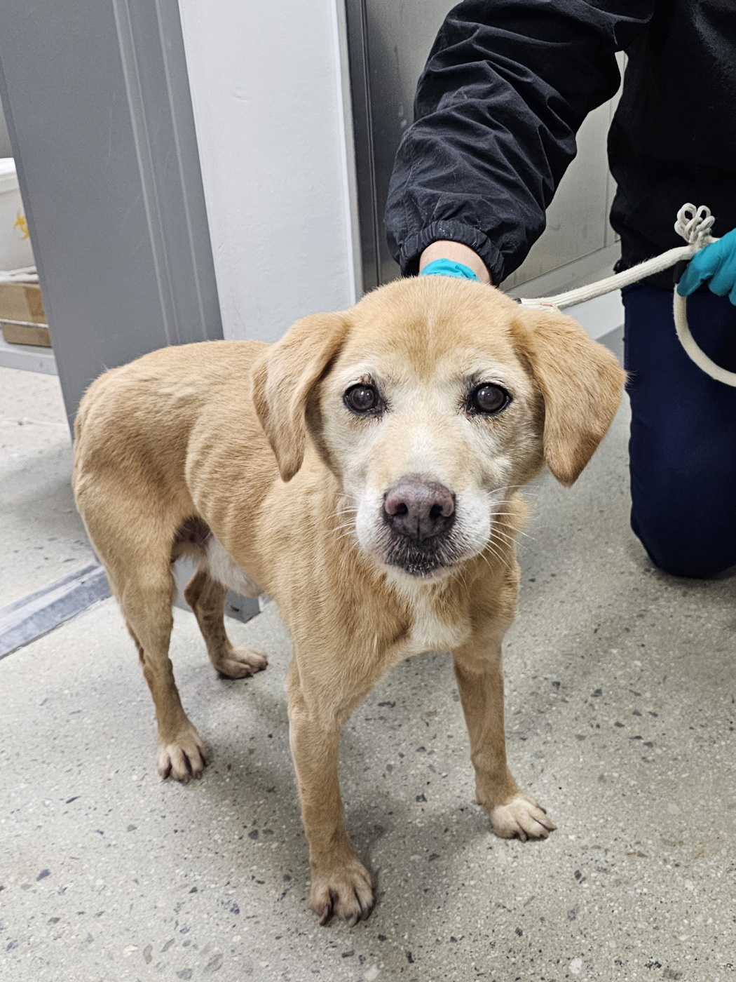 종료(반환) 믹스견…