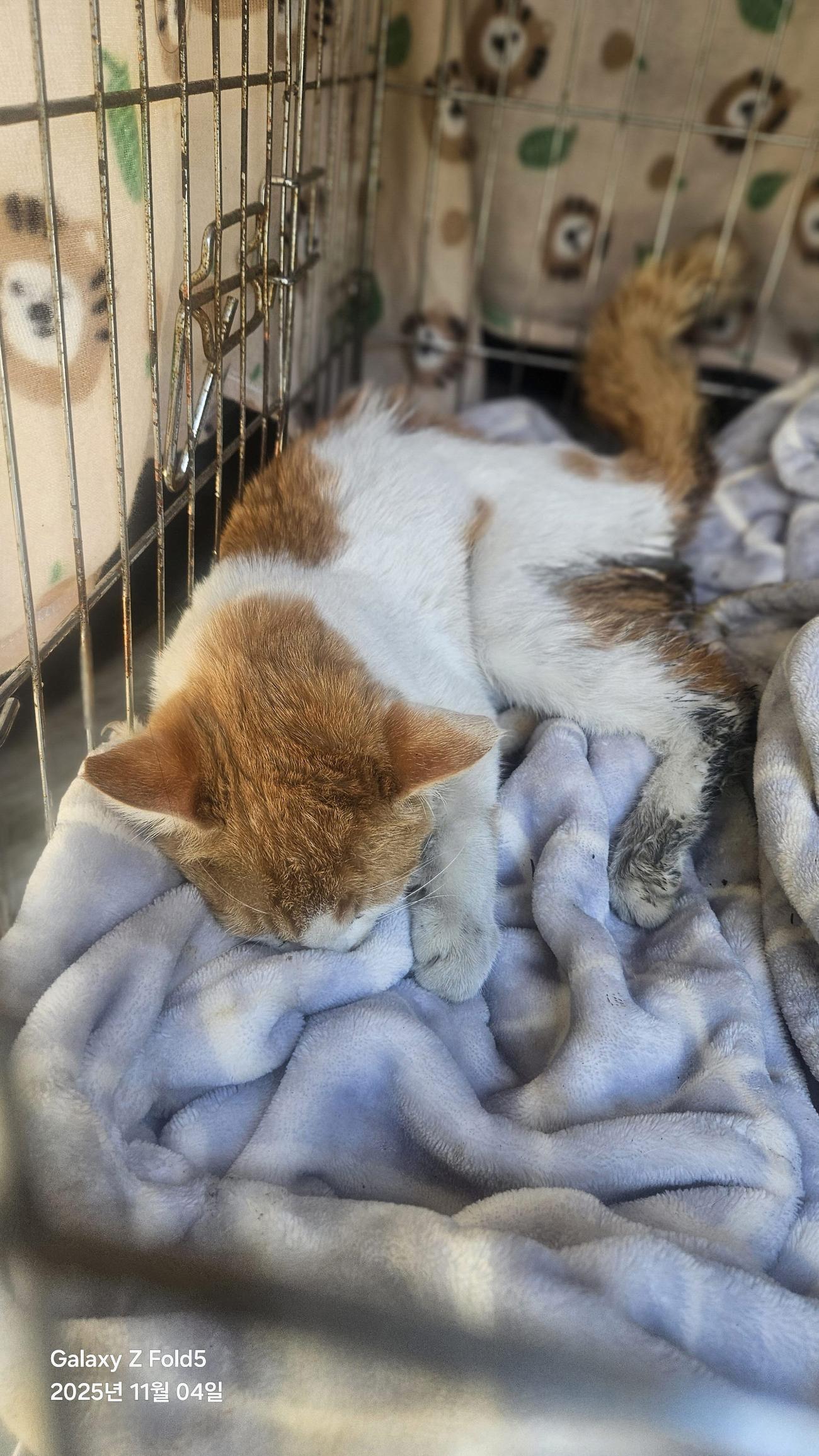 (사)동물보호관리협회_448535202501621