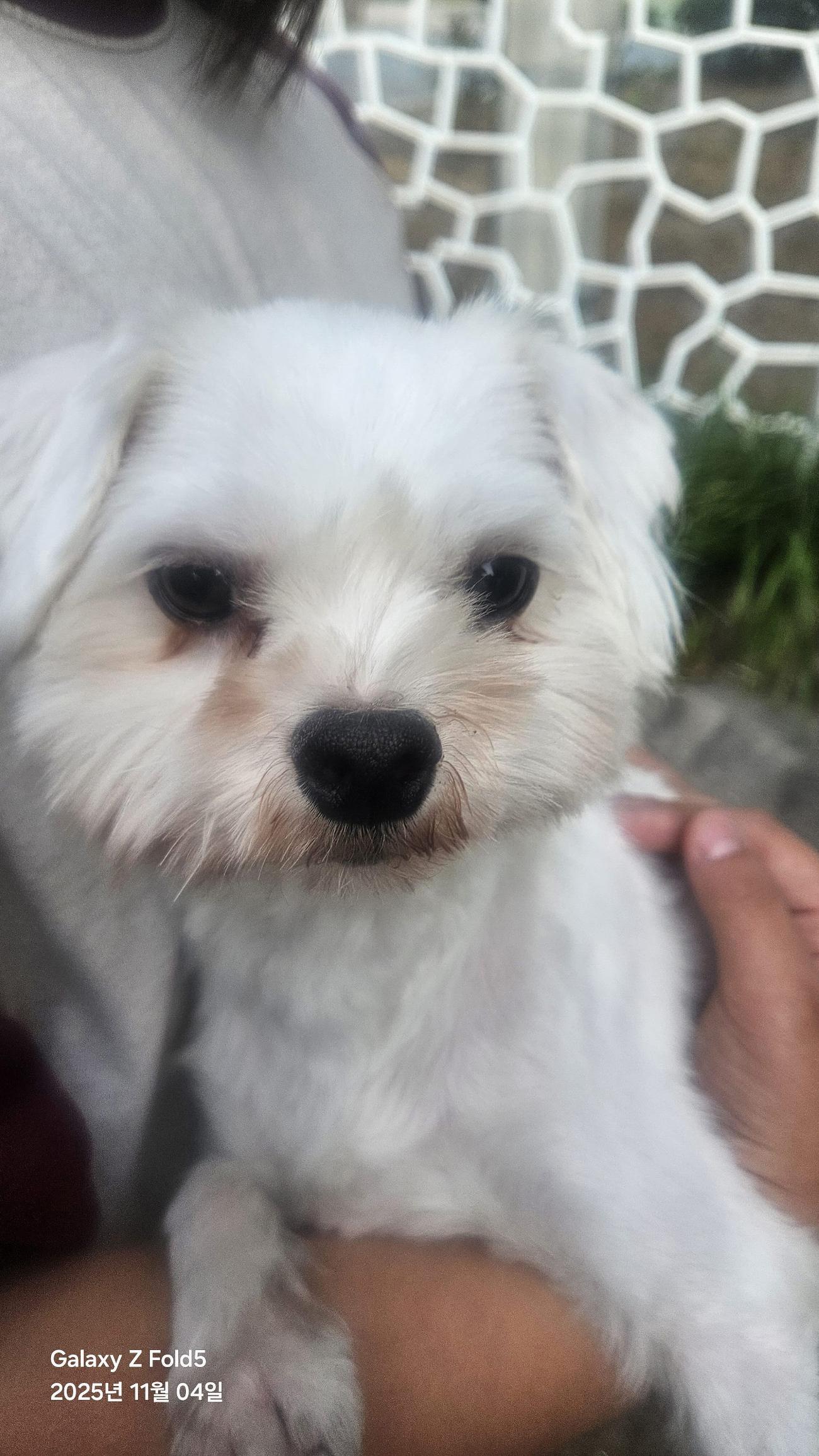 종료(입양) 말티즈…