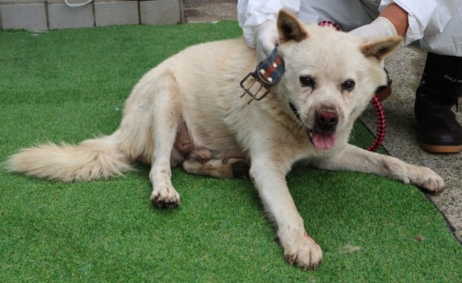 제주 동물보호센터_450650202502989