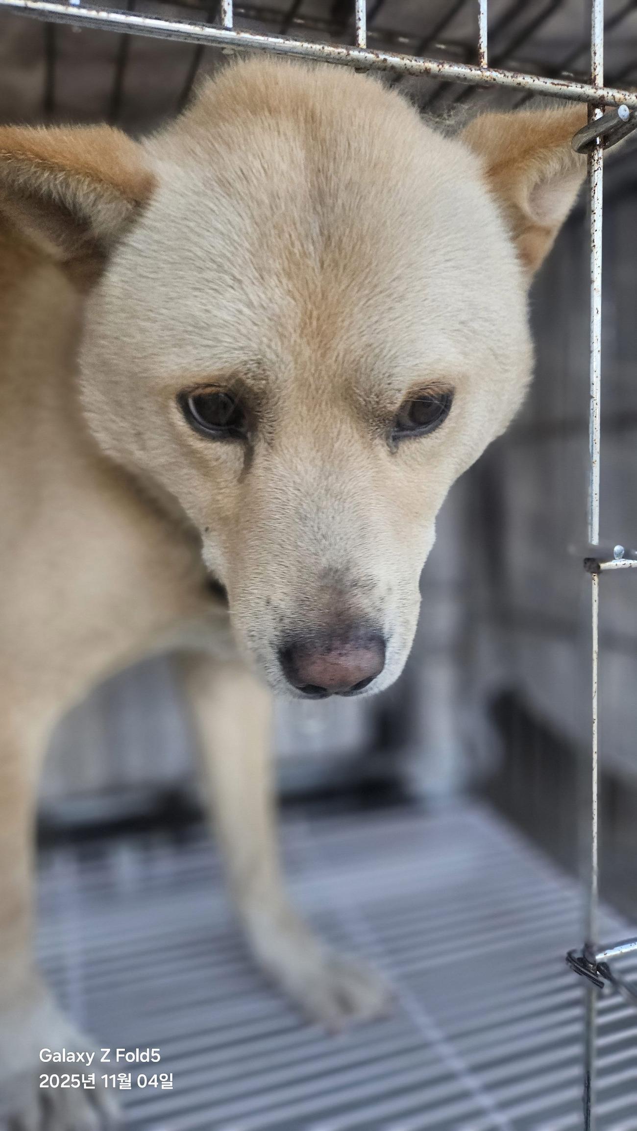 보호중 믹스견의 가…