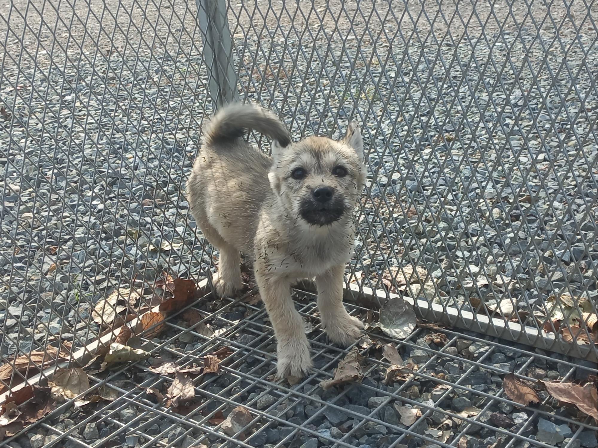 (사)동물보호관리협회_448535202501622