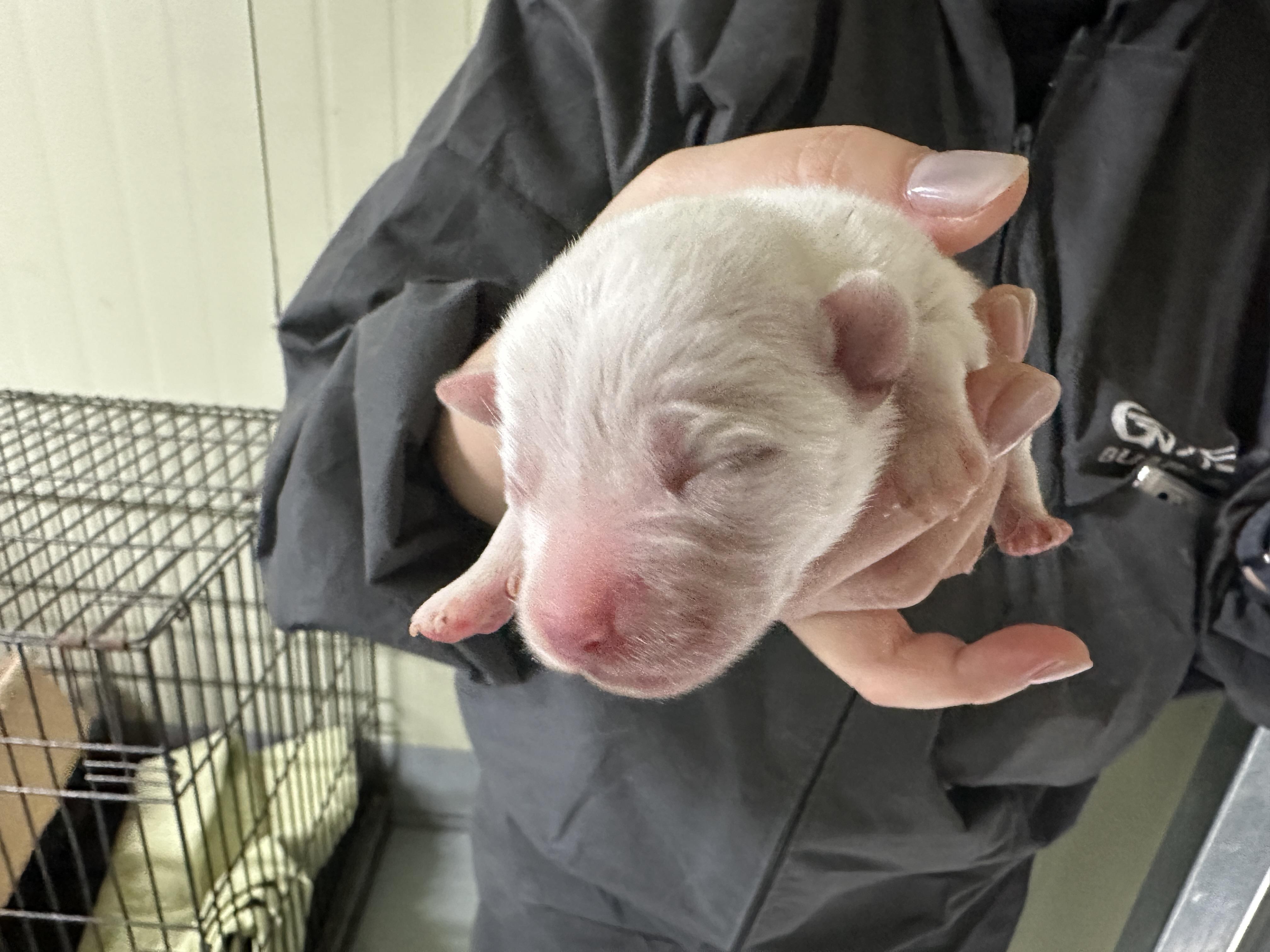 (사)하얀비둘기_426336202500413