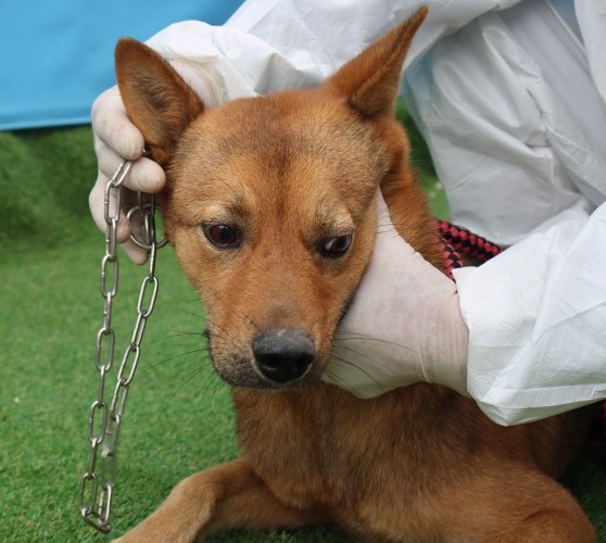 종료(반환) 믹스견…