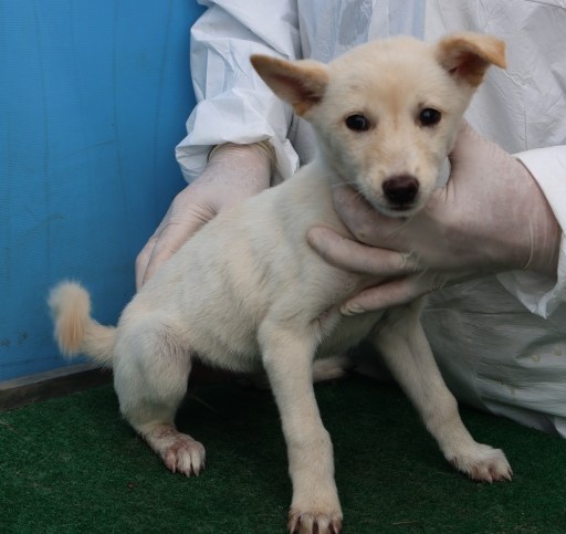 제주 동물보호센터_450650202502994