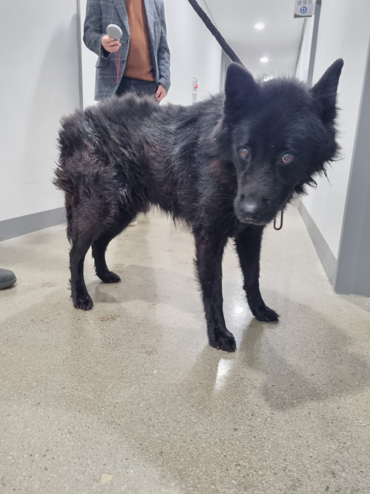 반려동물보호센터_443571202502954