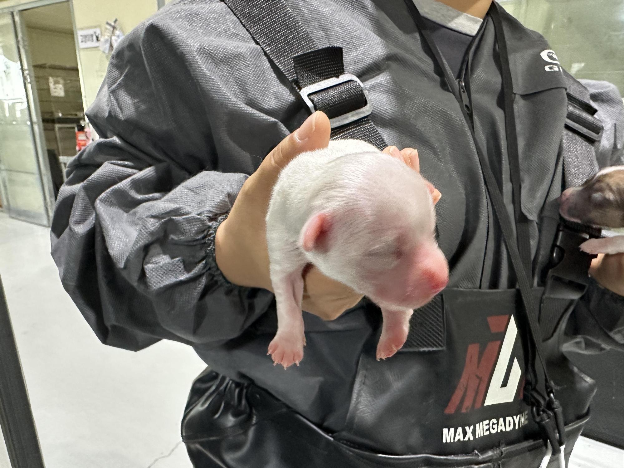 보호중 믹스견의 가…