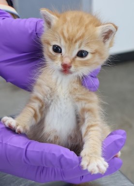 제주 동물보호센터_450650202502995