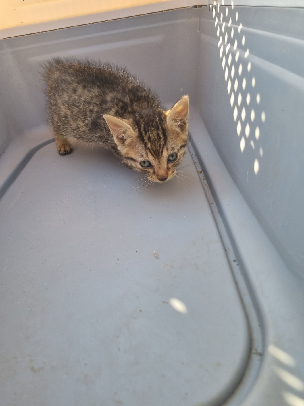 보호중 믹스묘의 가…