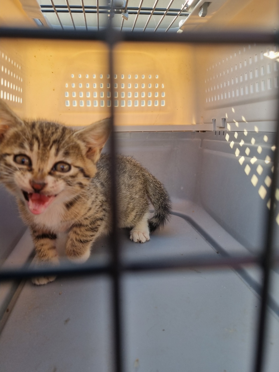 보호중 믹스묘의 가…