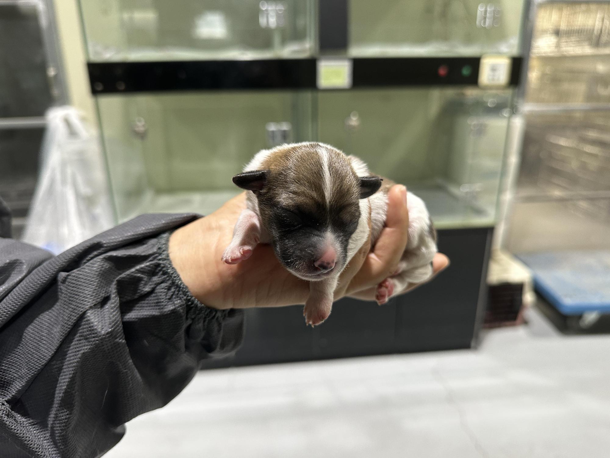 (사)하얀비둘기_426336202500410