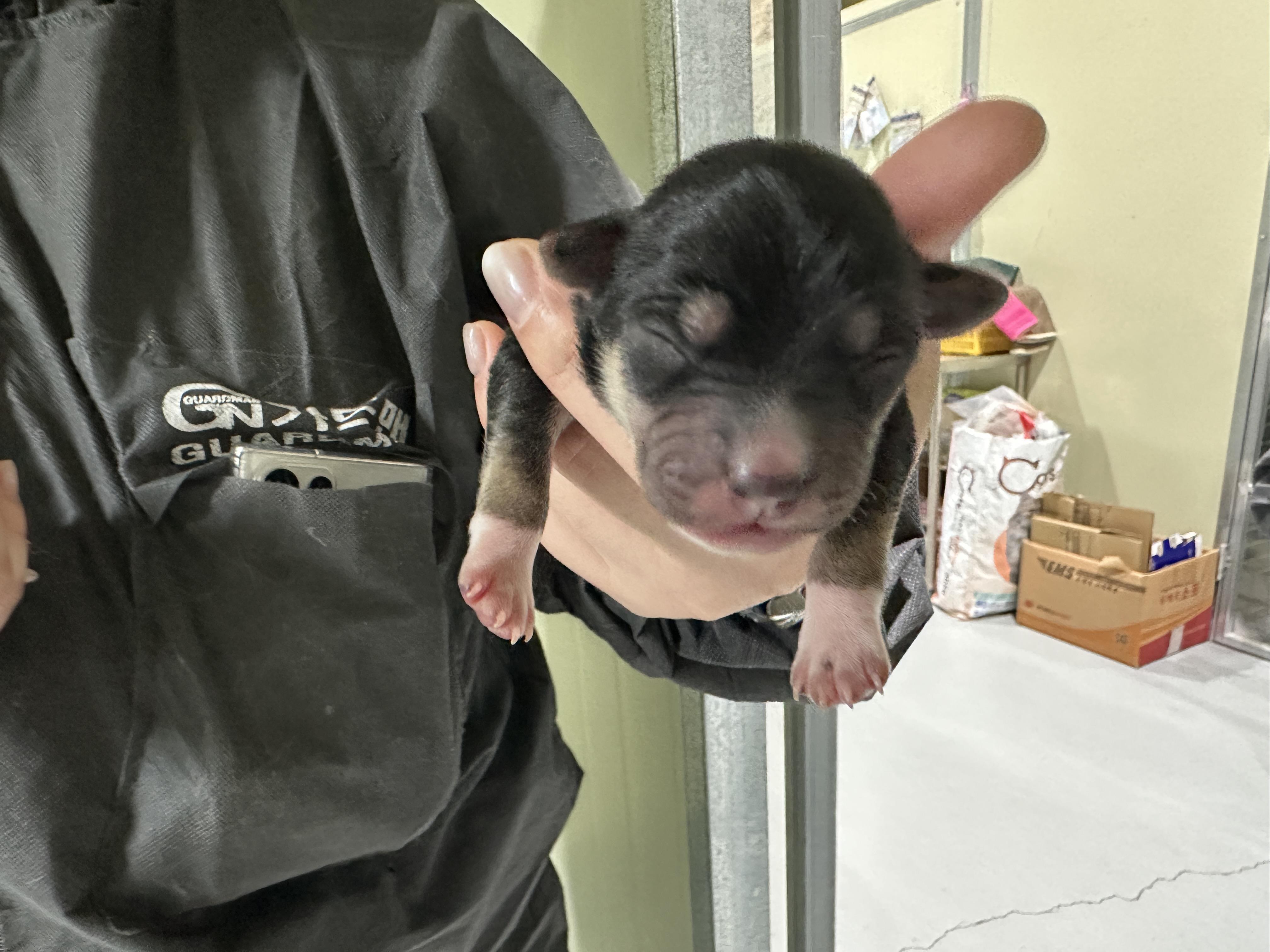 (사)하얀비둘기_426336202500412