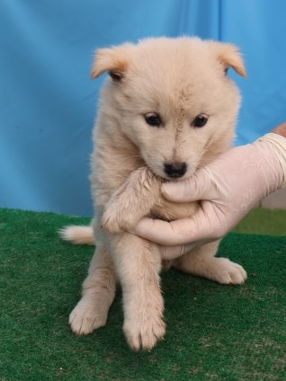 보호중 믹스견의 가…