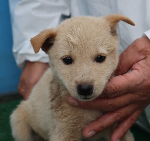 종료(안락사) 믹스…