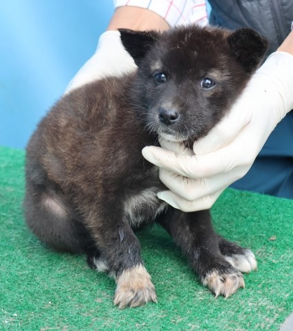 보호중 믹스견의 가…