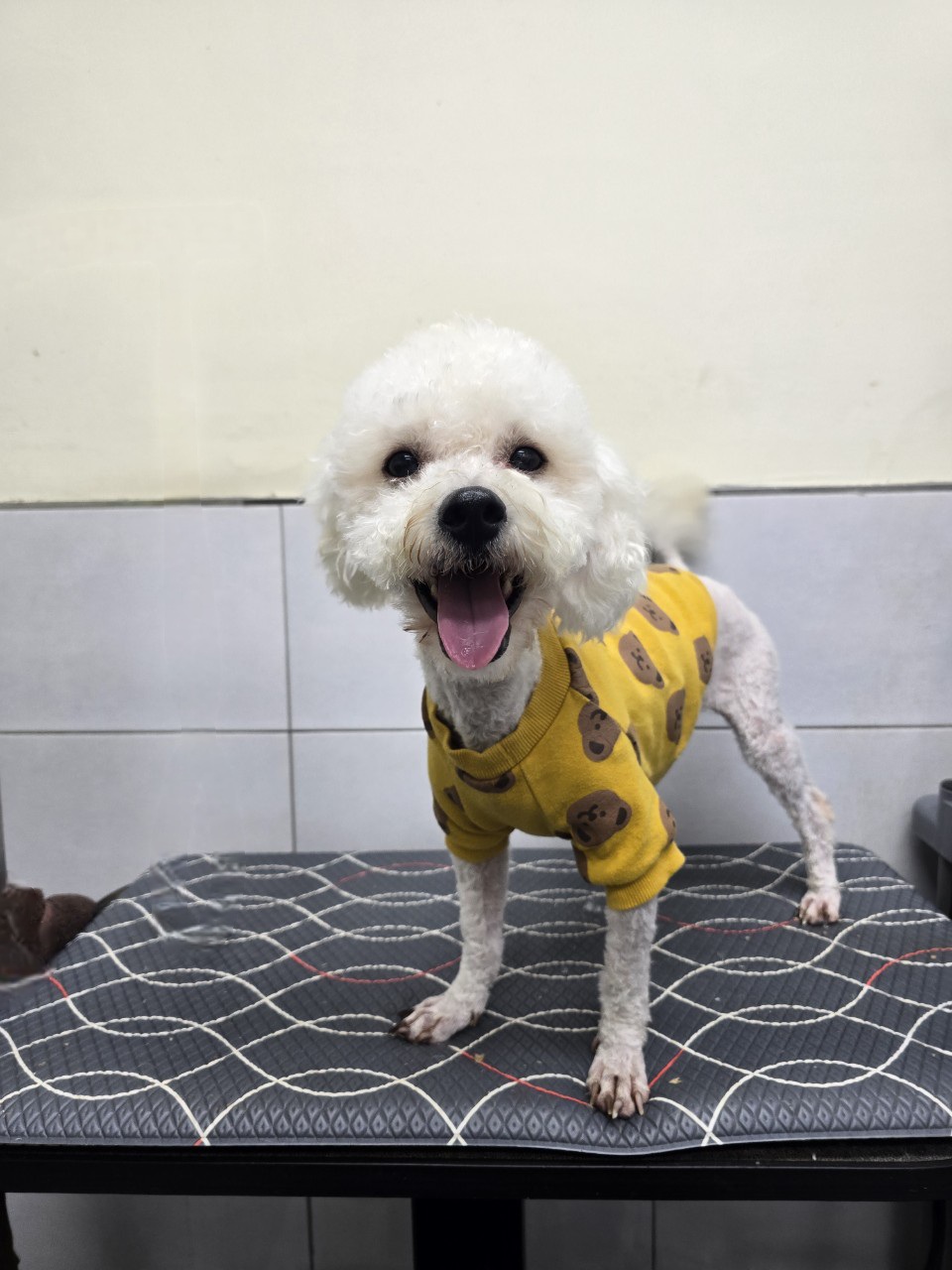 보호중 비숑 프리제…