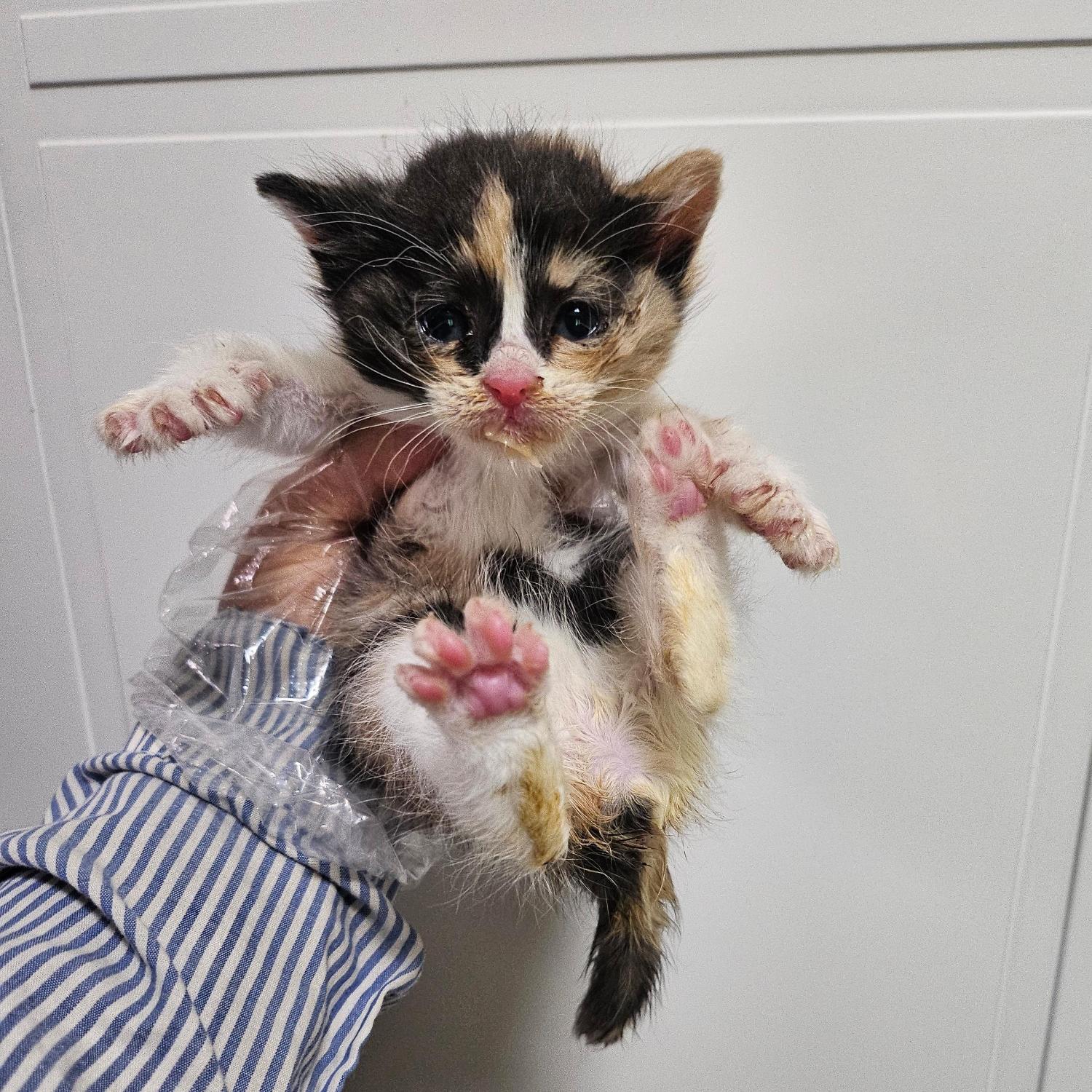 종료(자연사) 한국…